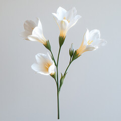 Fototapeta premium minimal freesia pastel outline,