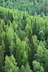 Obraz premium Lush green forest canopy aerial vista showcasing diverse tree species in vibrant summer foliage