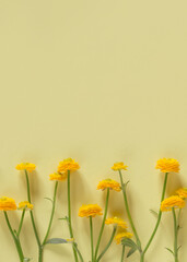 Yellow buttercup flowers on pastel background. Nature concept. Top view. Flat lay
