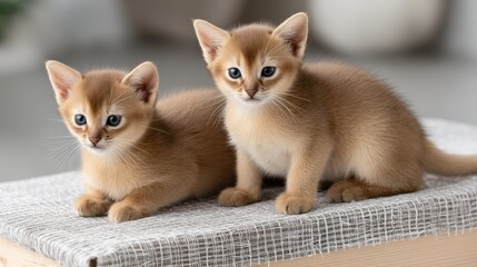 Two adorable Abyssinian kittens in a cardboard box with soft lighting and an out-of-focus background capturing their cute expressions and playful poses