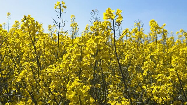 Bright Yellow Rapeseed Flowers Under a Clear Blue Sky
