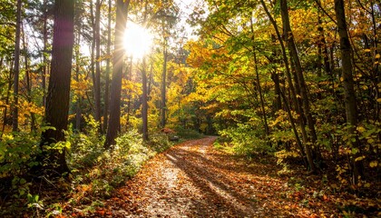 Obraz premium Beautiful sunlit forest path covered with colorful autumn leaves. Warm golden sunlight filters through the trees, creating a peaceful and enchanting atmosphere perfect for a serene walk through nature