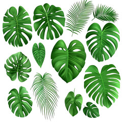 Collection of various green tropical leaves, including monstera and palm, arranged on transparent background. leaves display different shapes and sizes, creating lush and vibrant appearance