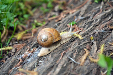 snail with a house