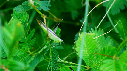grasshopper green insect on leaf