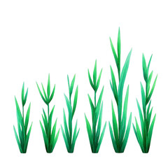 Fototapeta premium Collection of green grass blades in varying heights, arranged in row against transparency background, showcasing natural growth and simplicity