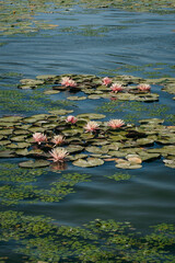 Lily flower on the river in nature
