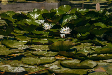 Lily flower on the river in nature