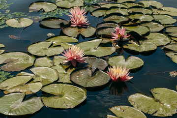 Lily flower on the river in nature