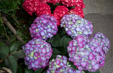 Vibrant clusters of hydrangea flowers in shades of pink, purple, and blue, surrounded by lush green leaves, creating a stunning floral display in a serene garden setting