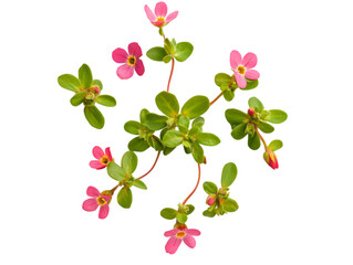 Obraz premium Fresh Purslane Flowers and Greens