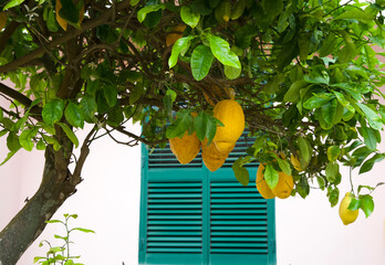 Lemon tree with vibrant yellow lemons hanging from lush green branches, set against a charming pastel wall with a teal window, creating a serene and inviting garden atmosphere