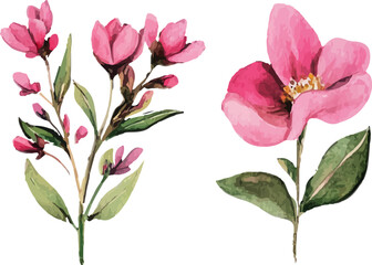 Fototapeta premium pink magnolia flower