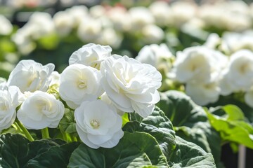 Close-up of beautiful white flowers