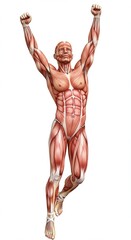 Human Anatomy Muscular System Male Figure, Detailed Muscles, Arms Raised, Bodybuilding, Strength, Fi