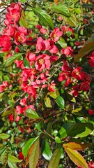 Bright red flowers bloom abundantly on a green leafy bush under the warm spring sun, creating a vibrant and lively garden scene. The image symbolizes vitality, beauty, and natural awakening