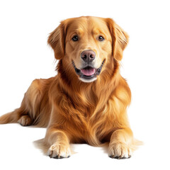Obraz premium Golden retriever playing in the park joyful moments outdoors