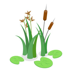 3D Isometric Flat Vector Set of Lake Aquatic Plants, Marsh Reed. Item 3 © TarikVision