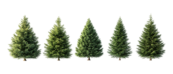 Pack of Fir Against Transparent Background for Botanical Designs, Landscaping Projects, or Holiday Decor