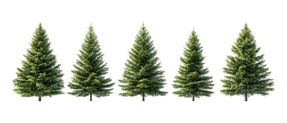 Pack of Fir Against Transparent Background for Botanical Designs, Landscaping Projects, or Holiday Decor