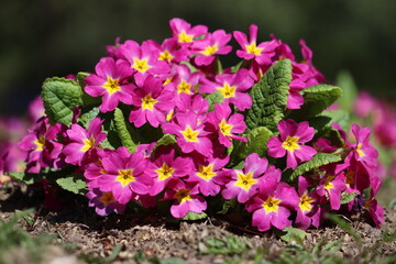 Pink flowers of Primula vulgaris or English primrose in spring garden