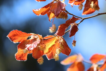 Branch of European beech (Fagus sylvatica) with burgundy leaves and flowers close-up in spring garden