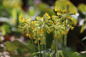Flowering Primula veris (syn. Primula officinalis) or Common cowslip plants with yellow flowers in spring garden