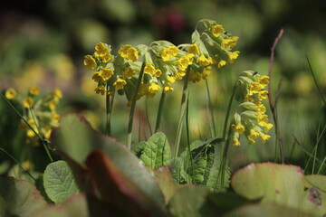 Flowering Primula veris (syn. Primula officinalis) or Common cowslip plants with yellow flowers in spring garden