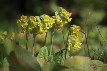 Flowering Primula veris (syn. Primula officinalis) or Common cowslip plants with yellow flowers in spring garden