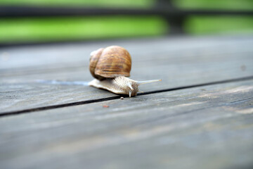 snail with a house