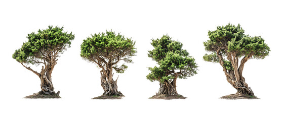 Pack of Cypress Trees Against Transparent Background for Nature Branding, Landscaping Promotion, or Botanical Design Projects