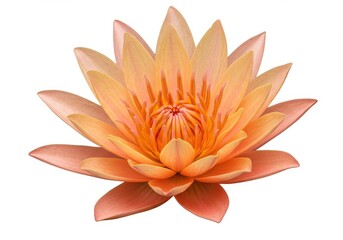 Fototapeta premium Peach lotus flower Isolated on white background