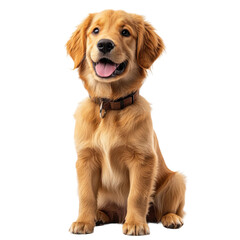 Playful golden retriever puppy home pet photography indoor close-up