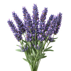 Obraz premium Gathering lavender blooms in nature floral arrangement outdoors