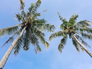 Naklejka premium Two tall coconut trees towering against the bright blue sky