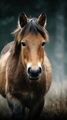 Fototapeta premium Brown horse standing majestically in a foggy forest during early morning hours with soft light filtering through trees