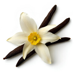 vanilla flower, vanilla sticks closeup on white background