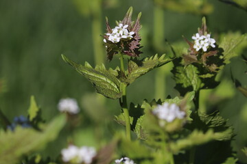 Flowering Garlic mustard (Alliaria petiolata) plant with white flowers and green leaves in spring garden