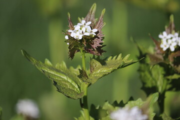 Flowering Garlic mustard (Alliaria petiolata) plant with white flowers and green leaves in spring garden