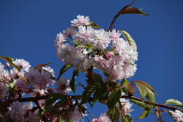 Branch with double flowers of Japanese cherry (Prunus serrulata) against blue sky
