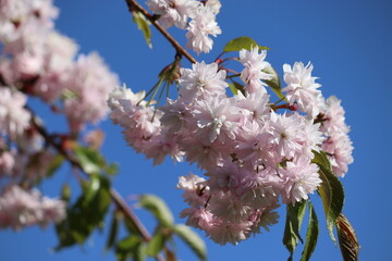 Branch with double flowers of Japanese cherry (Prunus serrulata) against blue sky