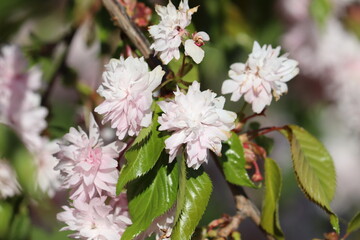 Branch with double flowers of Japanese cherry (Prunus serrulata)