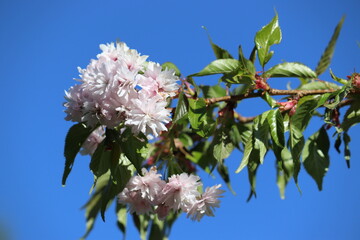 Branch with double flowers of Japanese cherry (Prunus serrulata) against blue sky