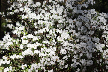 Flowering Rhododendron dauricum cultivar April Snow with white flowers in spring garden