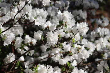 Flowering Rhododendron dauricum cultivar April Snow with white flowers in spring garden