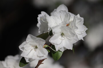 Flowering Rhododendron dauricum cultivar April Snow with white flowers in spring garden