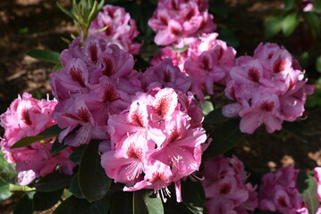 Rhododendron rose en fleurs au printemps