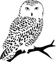Bold Black And White Snowy Owl. Vector Illustration Isolated On White