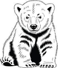 Bold Black And White Polar Bear Cub. Vector Illustration Isolated On White