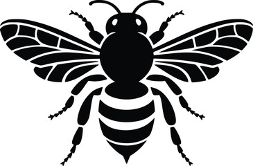 Bold Black And White Honey Bee. Vector Illustration Isolated On White